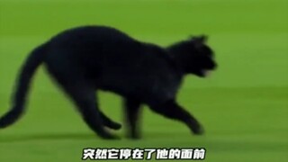 Messi's Cat scores a goal