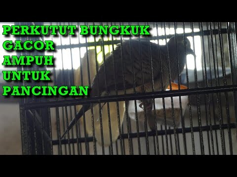 PERKUTUT BANGKOK GACOR , BAGUS UNTUK PANCINGAN PERKUTUT MUDA