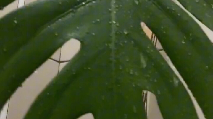 To give my monstera an experience of the tropical rainforest