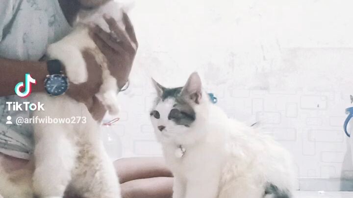 yin-yang 😍😍😍 si gemoyyy😽😽😽