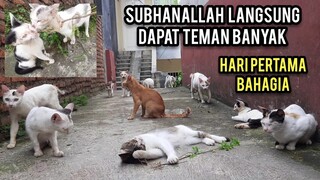 Dua Kucing Tidur Di Jalanan Meringkuk Menahan Lapar  Yang Di Adopsi Part 2 | Setelah Mandi Cantik,,!