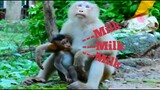 Milk... Milk... Poor Baby Monkey Rex​ Beg Milk​, Baby Monkey Feed Breast Milk​ Until Mom Climb Tree