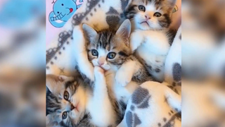 mèo con vẫn là thứ cute nhất :)))