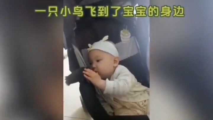 Khoảnh khắc cảm động khiến ai cũng bật khóc, người thân đã khuất hóa thân thành động vật để gặp bạn,