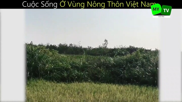 Cuộc Sống Ở Vùng Nông Thôn Việt Nam_phần 3