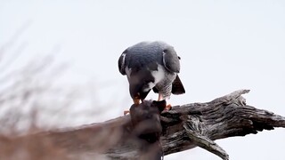 At a speed of up to 390 kilometers per hour, the duck was "decapitated" instantly, and even the eagl