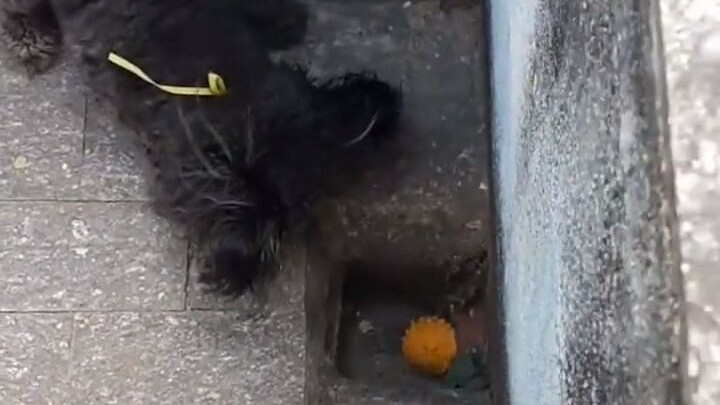 After a few days of not playing ball with my dog, he started doing it on his own!