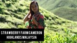 Strawberry Farm, Cameron Highlands, Malaysia