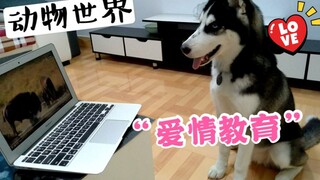 哈士奇发情了乱咬东西，主人居然给它看“爱情片”