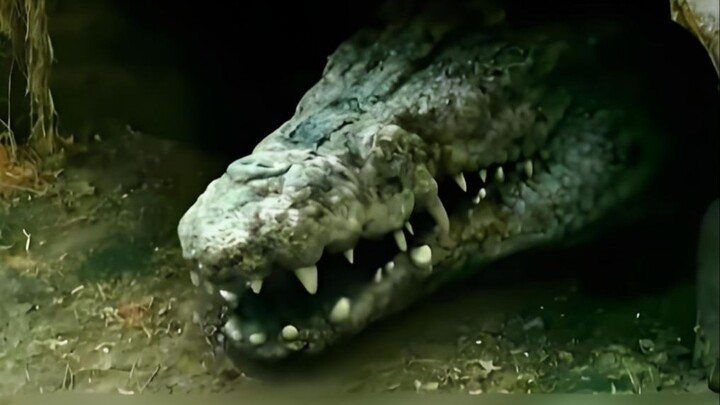 Bocah nakal yang setiap hari memberi makan buaya akhirnya menjadi penyelamat hidup si buaya. Namun, 