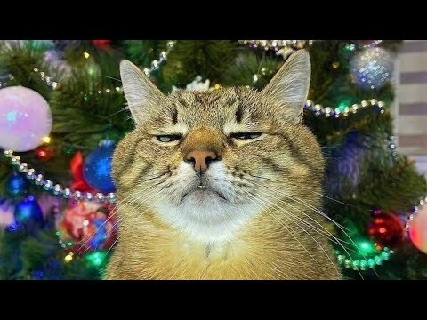 Funny animals - Funny cats / dogs - Funny animal videos 257