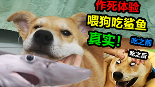 吊人作死买了条鲨鱼给狗狗补钙，没想到狗狗差点给补裂开来，真实！