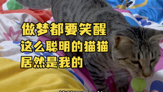 做梦都要笑醒 这么聪明的猫猫居然是我的 #狸花猫 #巡回小猫 #小猫的神奇技能