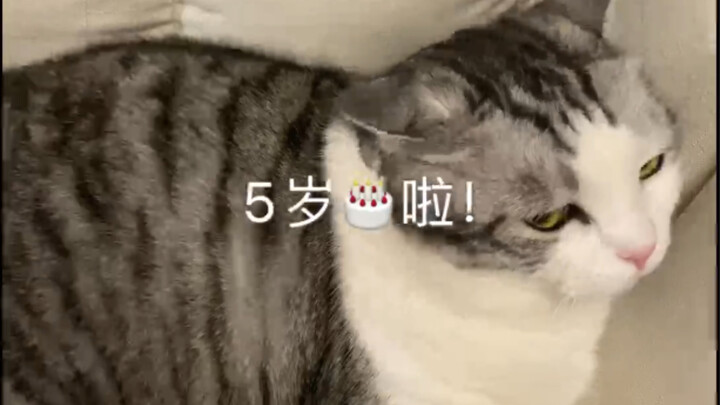 Liangliang is five years old—this is the best birthday gift.