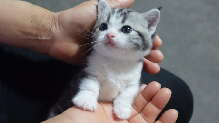 Seorang ibu berusia 55 tahun berubah menjadi klip kecil ketika dia melihat anak kucing yang sangat l