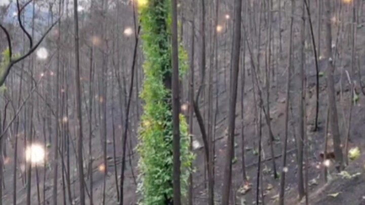 ภูเขาจิ้นยฺวินในฉงชิงเริ่มฟื้นคืนชีพหลังเกิดไฟป่า การทดสอบของชีวิตยังคงดำเนินต่อไป และฤดูใบไม้ผลิจะม