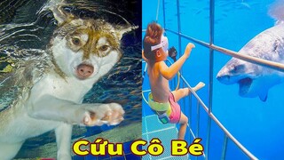 Thú Cưng TV | Ngáo Ngu Ngốc Và Đầu Gấu #10 | chó thông minh vui nhộn | Pets funny cute smart dog