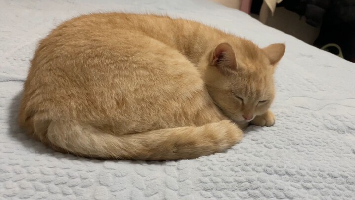 [Cat] The Process of Falling Asleep