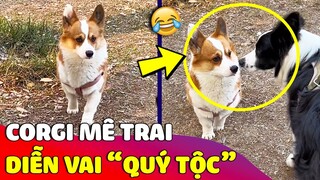 Bé Corgi bước đi 'CHUYÊN NGHIỆP' như đang diễn Catwalk và 'SỰ THẬT' bất ngờ đằng sau 😂 Gâu Đần