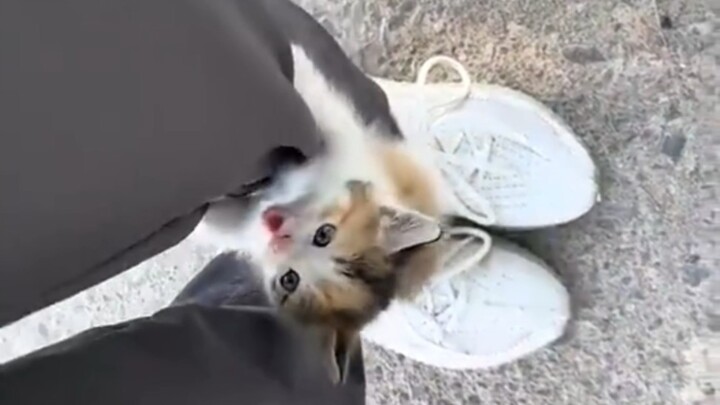 Family, I’ve been picked up by a cat!