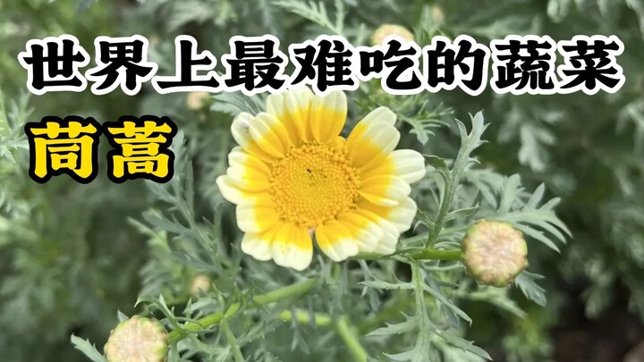 The world’s most unappetizing natural organic vegetable: garland chrysanthemum