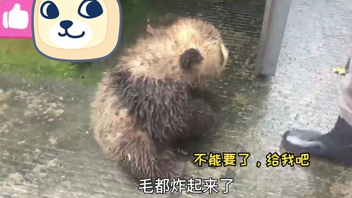 Panda cub rolls in the mud, and the caretaker keeps stepping back in surprise!!!