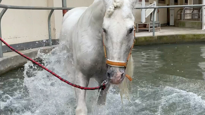 Took Nico for a hoof bath, and it turned out to be…