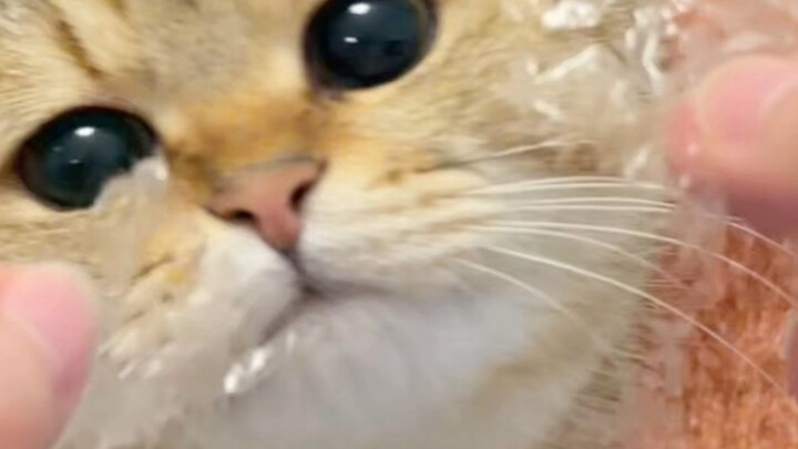 I heard kittens love rice paper, so I’m letting my kid try some too～