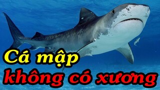 Lý do cá mập không có xương