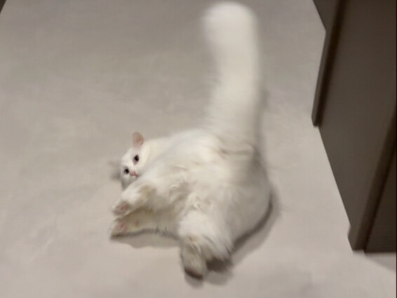 I don’t know—Mi’s figure is just so stunning.