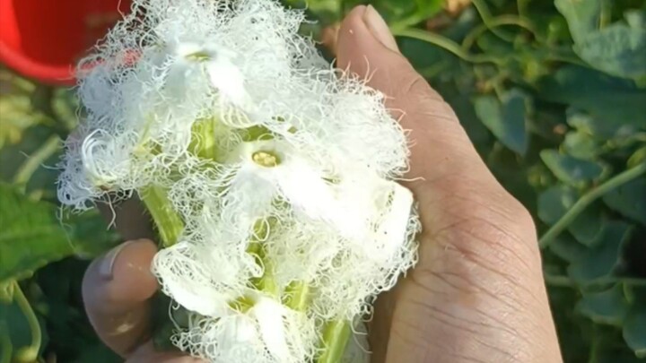 ৩ ঘণ্টার কাজ এক ঘণ্টায়! পটল চাষে নতুন কৌশল #farming #পটল