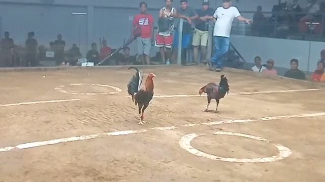 sabong