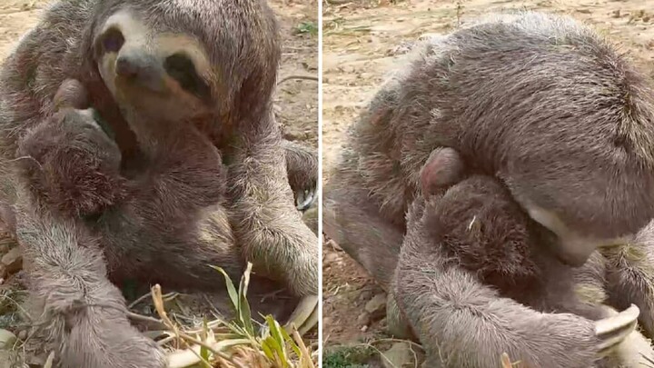 Sang induk sloth bertemu kembali dengan anaknya setelah kebakaran hebat, langsung memeluk erat layak