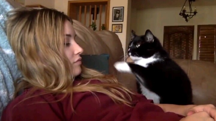 แมวขี้เกรงใจขอเจ้าของสาวลูบหัว