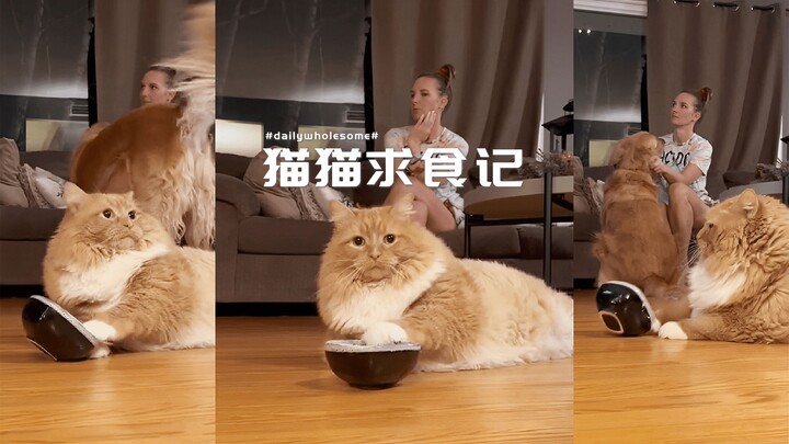 قصة مطاردة الطعام مع القطط 🍴