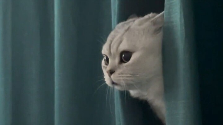 “Milk Cat Peeks Out”