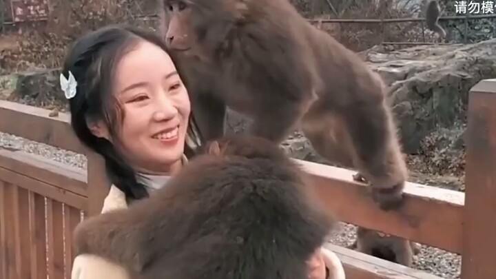 Monkeys have done a lot of evil in Mount Emei, but foreigners are not willing to tolerate them, so n