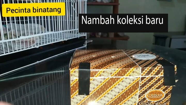 KOLEKSI BARU UNTUK MENEMANI KEJENUHAN DI KOTA| PECINTA BINTANG