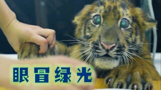 ดวงตาเสือเป็นสีเขียวเพราะความหิวโหย และมนุษย์ก็ตกอยู่ในอันตราย