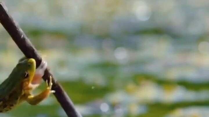 Some frogs’ bittersweet hunting stories~