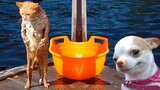Funny Dogs And Cats Videos 2024 😅 - Best Funniest Animal Videos Of The week #7