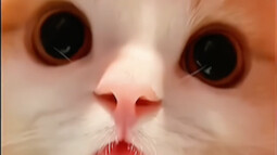 Mời cô gái dễ thương nhất thế giới vào xem đi.