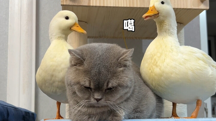 Duck: I’ve been good—please let me go!