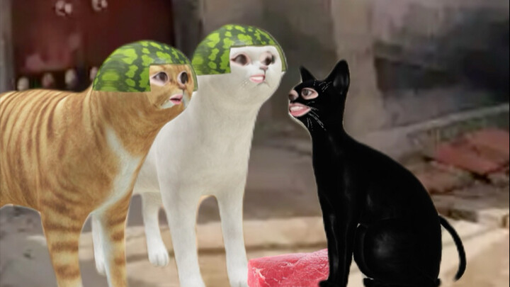 After the city cat returned to the village, it picked up some meat by the roadside…