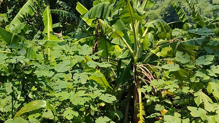 sa bukid ni tarzan