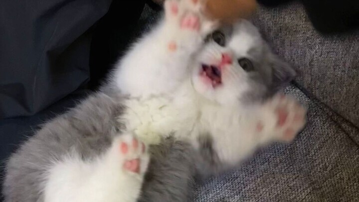 Don't casually tickle kitty's funny bone!