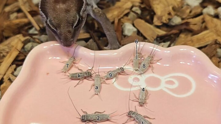 Mukbang hewan peliharaan merayap