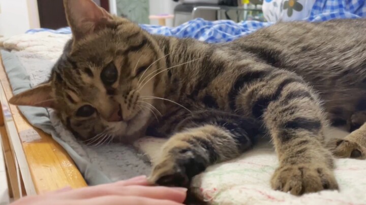 The silly kitten plays "Paw on Top," gets so frustrated that it tries to bite the air around mommy's