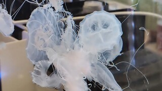 What to do if a jellyfish gets knotted
