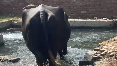 buffalo & relaxing sound